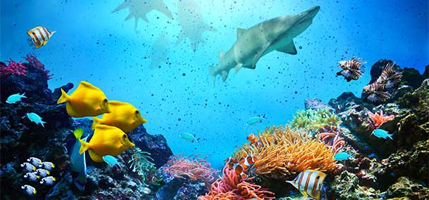 Keep Our Seas Clean - www.lanopro.com